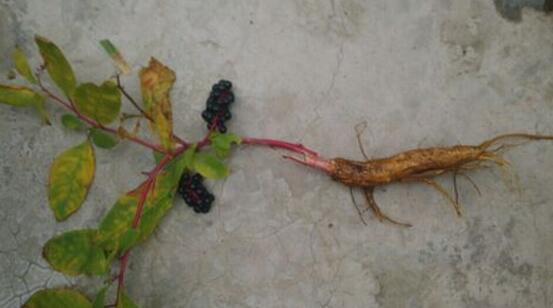 北京农村小时候吃的野果叫紫葡萄,像小紫葡萄样的野果是什么