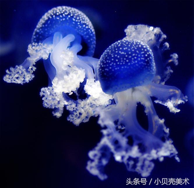 少儿创意美术《章鱼》，海底世界好神奇！