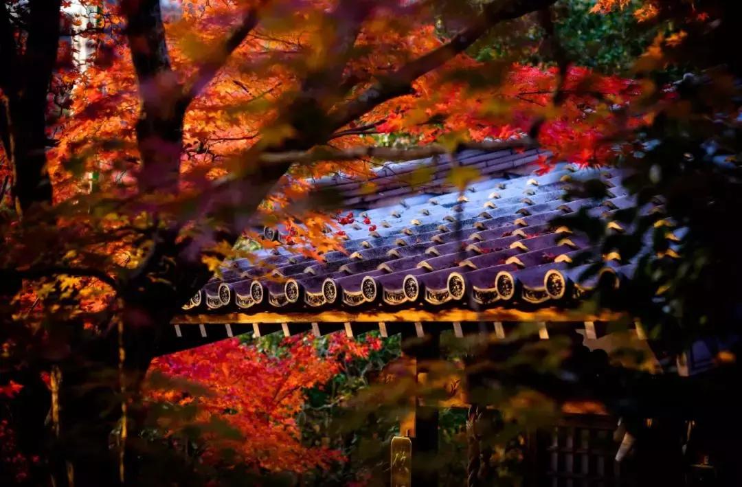 深扒完中国锦鲤的免费旅行清单之后,我也没有那么羡慕了哼!