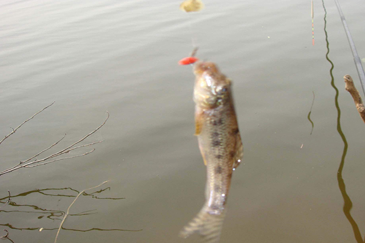 新手钓鱼遇到大鱼怎么办,新手钓大鱼必会的技巧