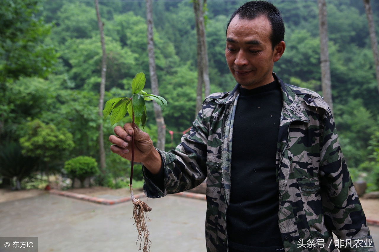 这种作物,一直稳定高价位,种家少货源少,有人说五年内供不应求