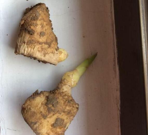 阳台生姜种植视频教程,阳台盆栽生姜种植