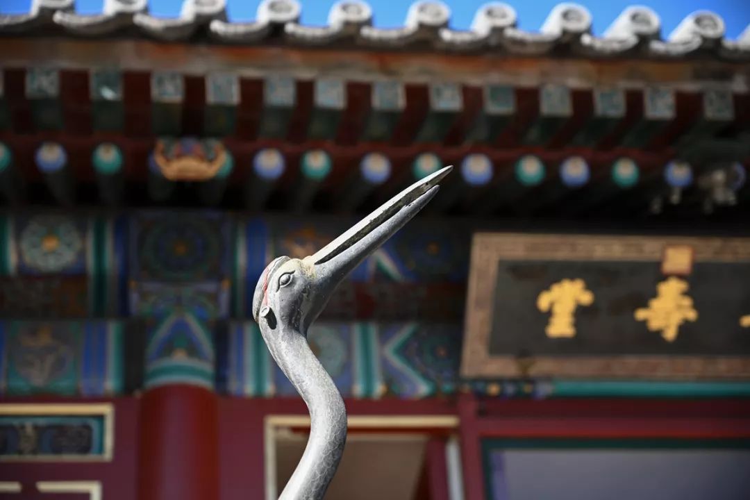 尼康z30挂机头推荐,尼康z系列挂机头推荐