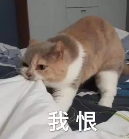 网上特别火的电话推销小姐姐,95开头的推销电话哪儿来的