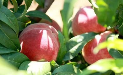 平谷的桃子好吃么,平谷的桃子看着就是一种享受