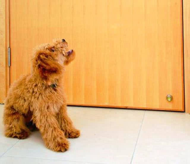 泰迪对主人吠叫,泰迪狗狗乱叫扰民怎么办