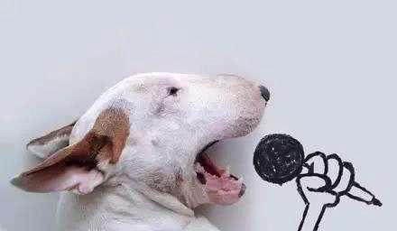 泰迪狗乱叫扰民怎么办,泰迪吵闹