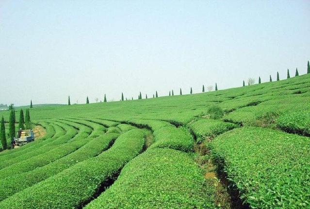 国外红茶排行榜前十名最好喝的茶,红茶出名的地方