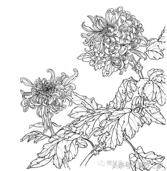 国画工笔菊花的画法视频,线描菊花画谱