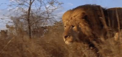 人类在演化中为什么会褪去体毛,人类的体毛怎么进化没了