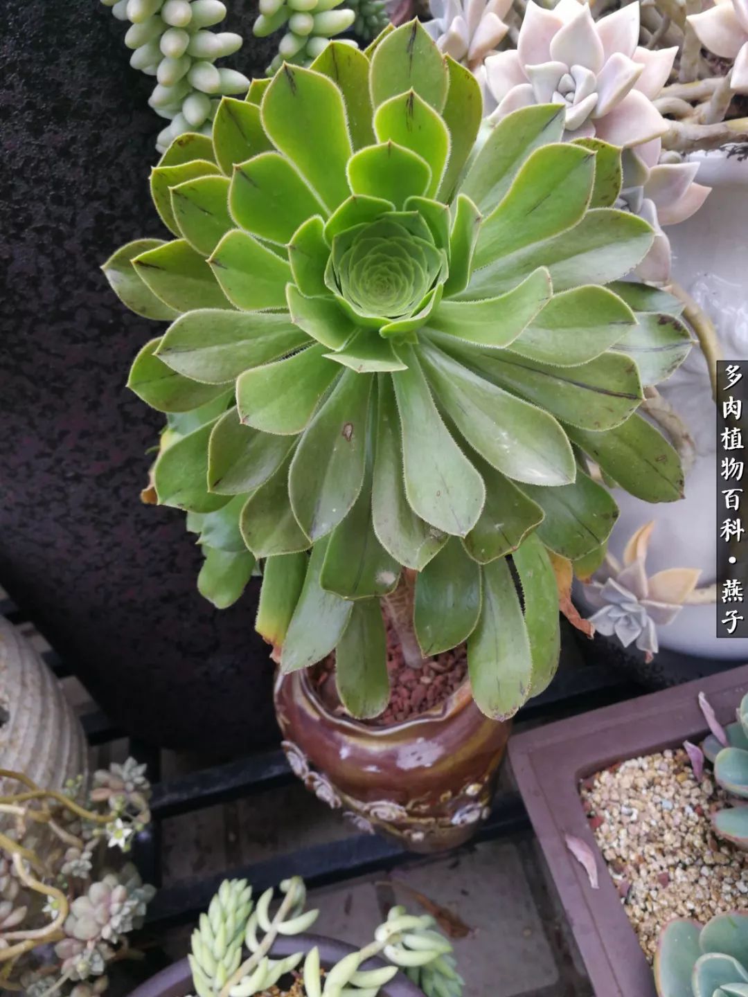 多肉法师什么季节摘心最好,多肉法师全锦好吗