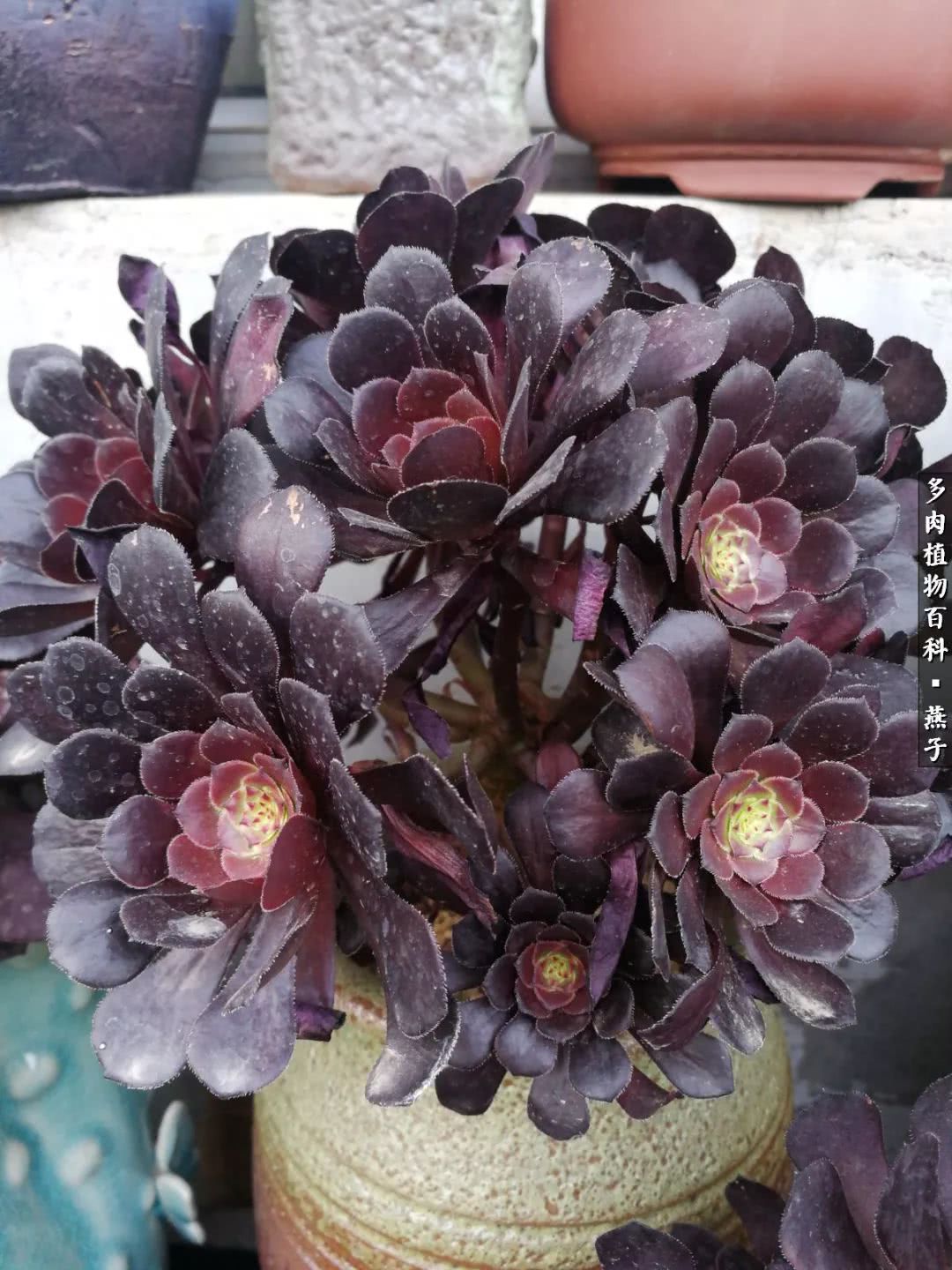 多肉法师什么季节摘心最好,多肉法师全锦好吗