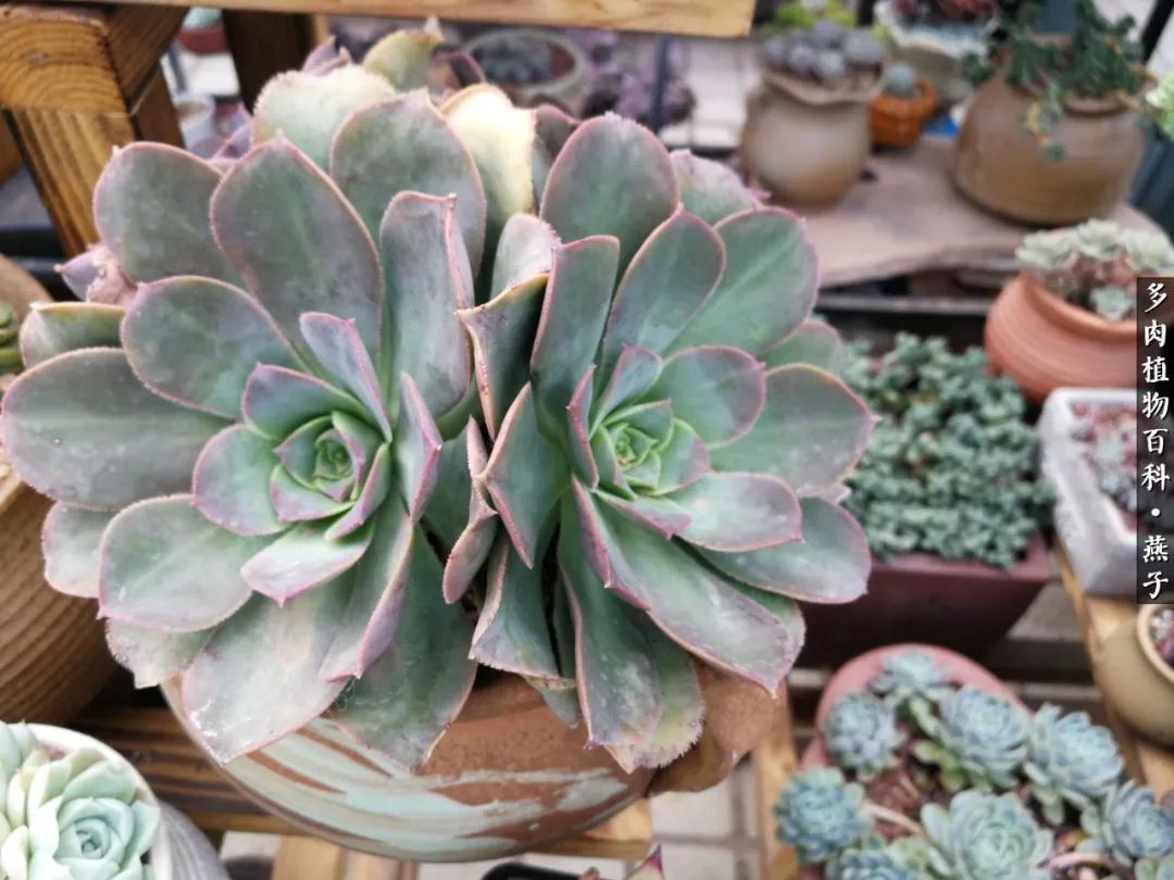 多肉法师什么季节摘心最好,多肉法师全锦好吗