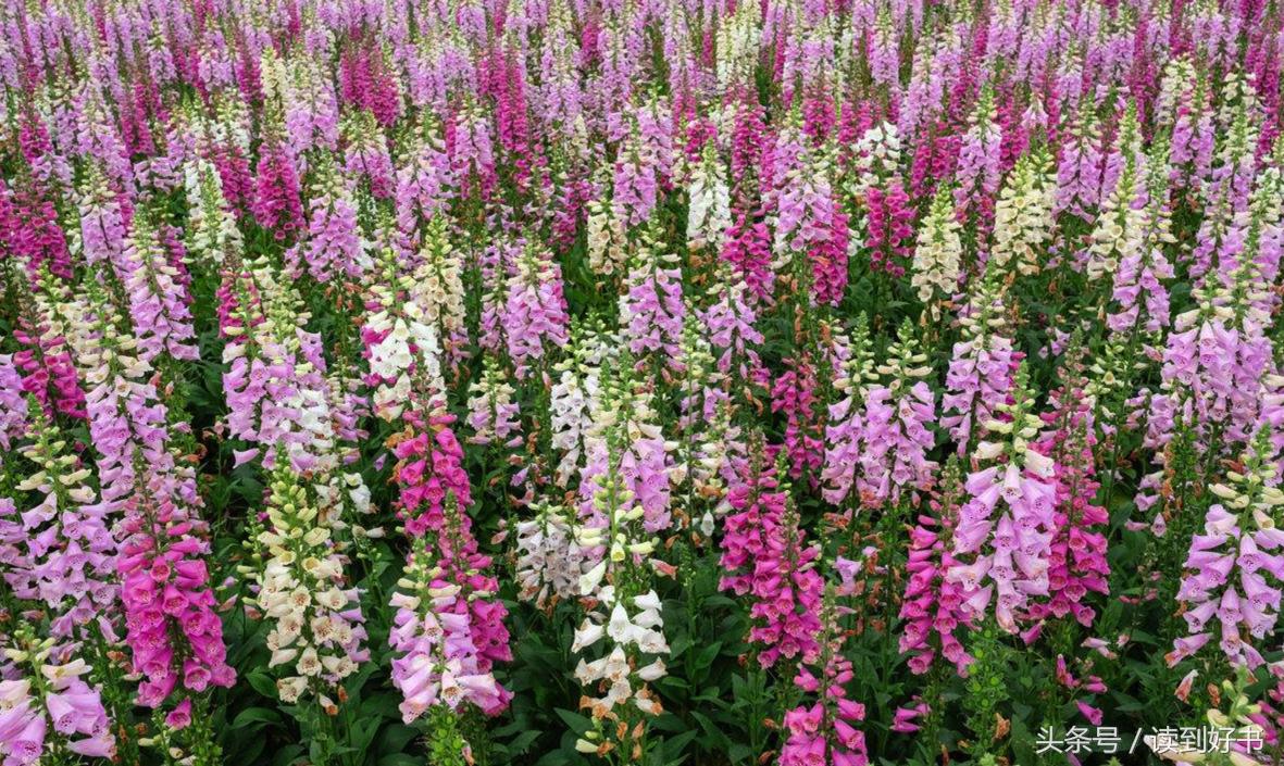 各种花的寓意及花语代表爱,黄玫瑰代表着哪些花语和寓意