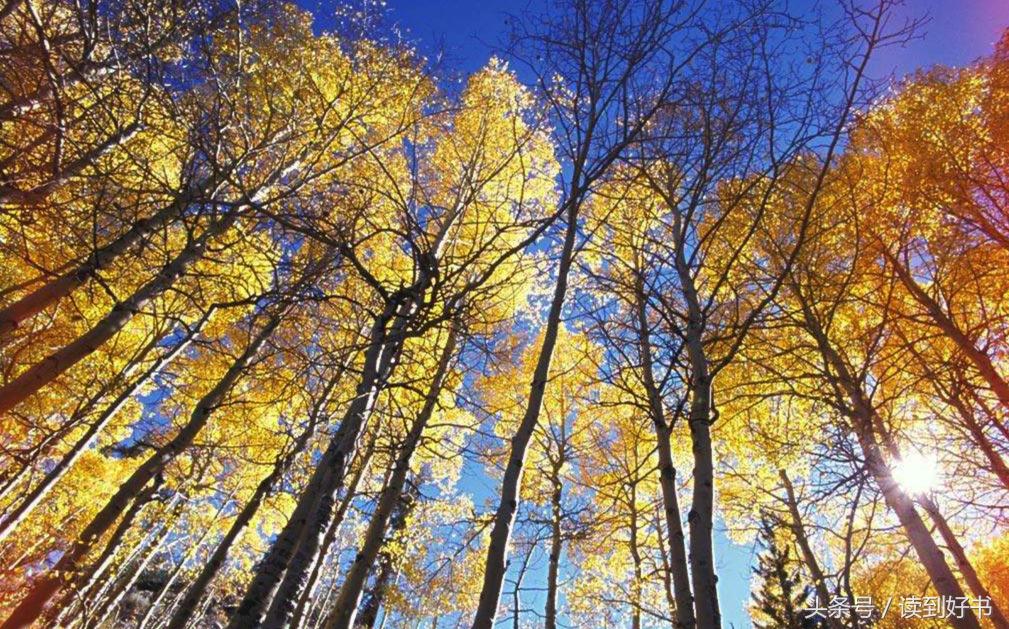 各种花的寓意及花语代表爱,黄玫瑰代表着哪些花语和寓意