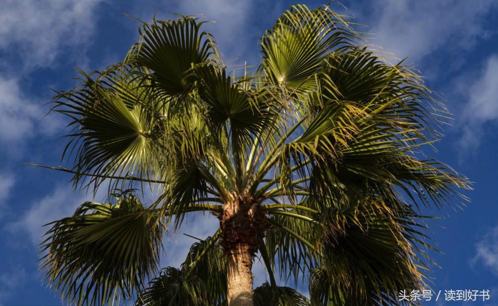 各种花的寓意及花语代表爱,黄玫瑰代表着哪些花语和寓意
