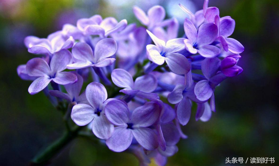 各种花的寓意及花语代表爱,黄玫瑰代表着哪些花语和寓意