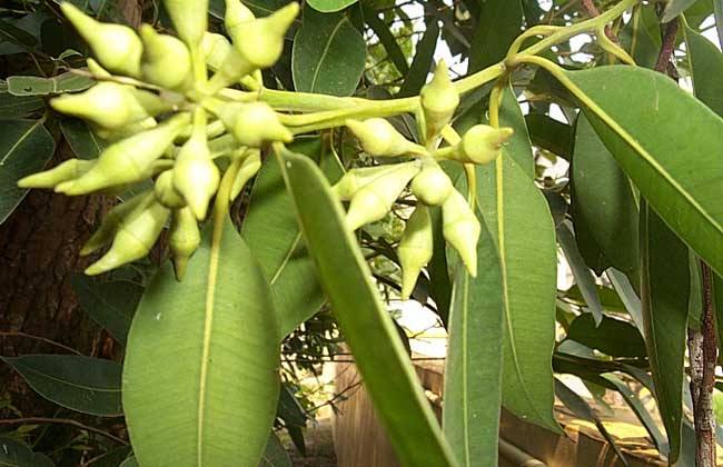 海参纤毛虫病特效药,海参纤毛虫烂眼