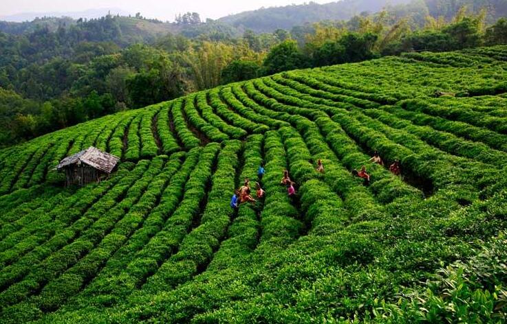 走一趟腾冲最挑剔茶的旅人也会被*魂迷**