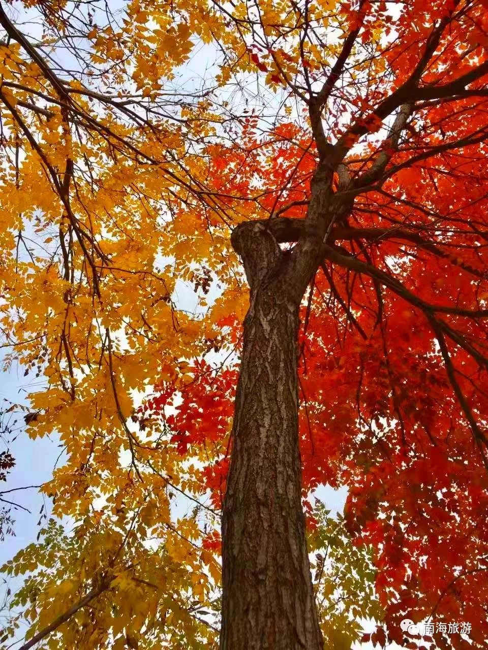 288元直飞北京看秋色！佛山机场10月12日复航！