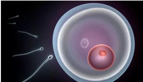 备孕除了叶酸还有什么需要补的,你备孕的时候叶酸补对了吗