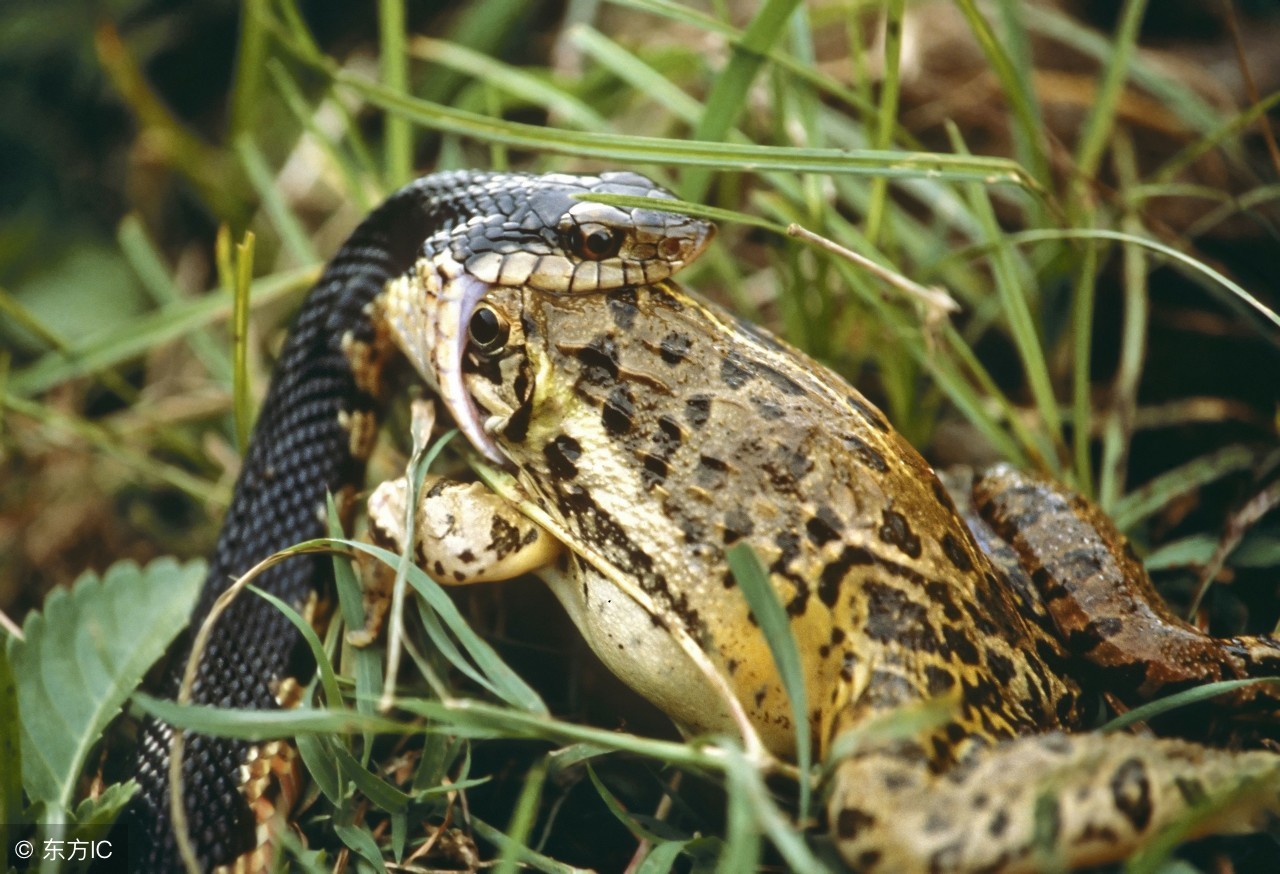 青蛙养殖科技示范户技术指导,刘春军青蛙养殖技术
