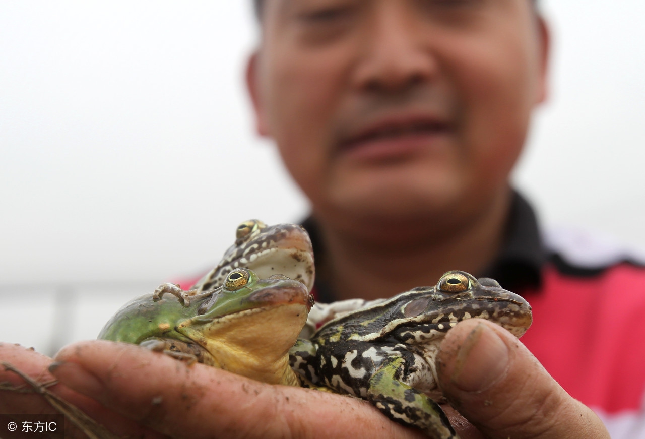青蛙养殖科技示范户技术指导,刘春军青蛙养殖技术