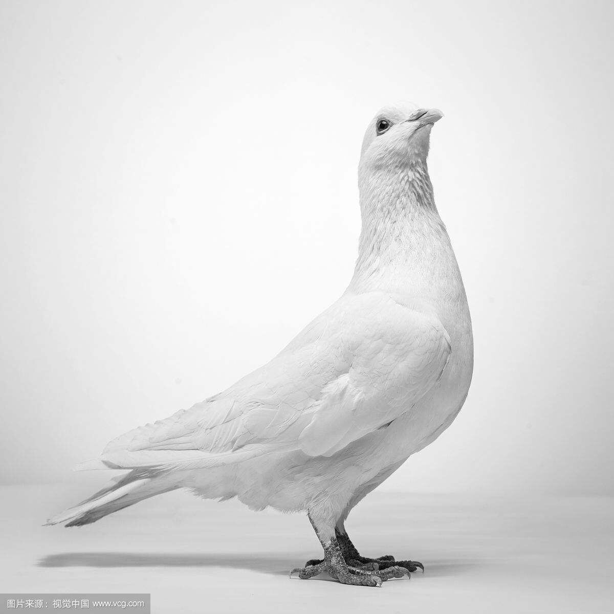 中药材鸽子炖汤的做法,中药材鸽宝