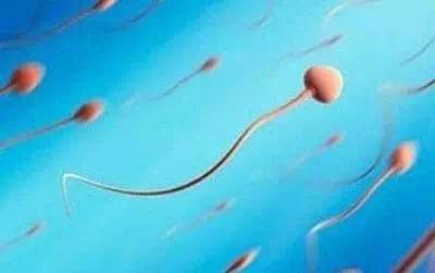 科普精子去哪了,怀孕的精子是从哪里来的
