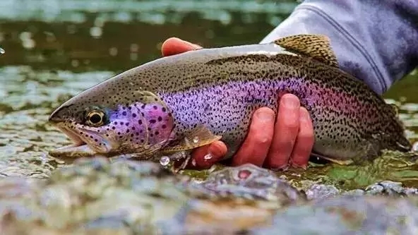 虹鳟与三文鱼最好的分辨方法,虹鳟鱼为什么不是三文鱼