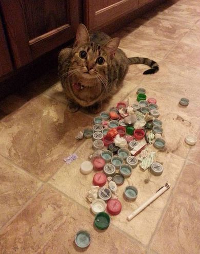 哈哈哈哈哈哈哈哈这届猫奴的智商有点高！