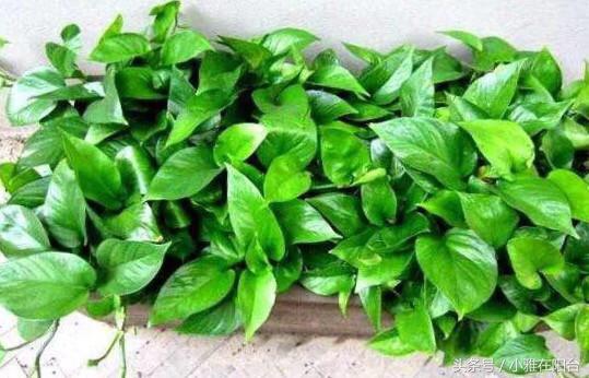 养绿萝怎么多伸头,绿萝分叉太多可以修剪吗