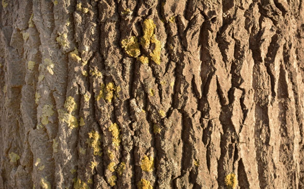 纹理木材有哪些,什么木材纹理细腻