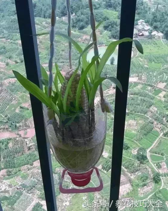 盆栽花生的变化,最好看的盆栽花生