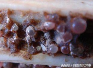 舍利子为什么会生成小舍利子,舍利子究竟是怎么形成的