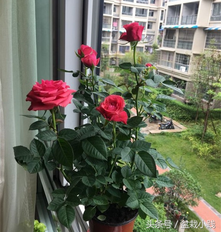 哪种盆栽吸甲醛效果最好,哪些植物对猫咪无毒又能吸附甲醛