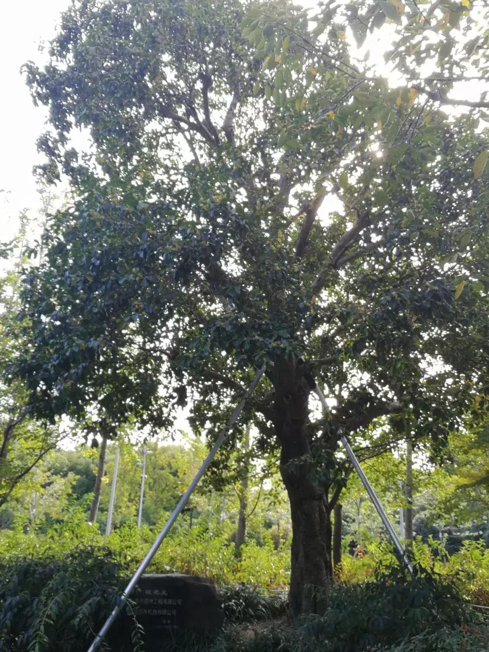 赏桂好去处,金秋赏桂好去处