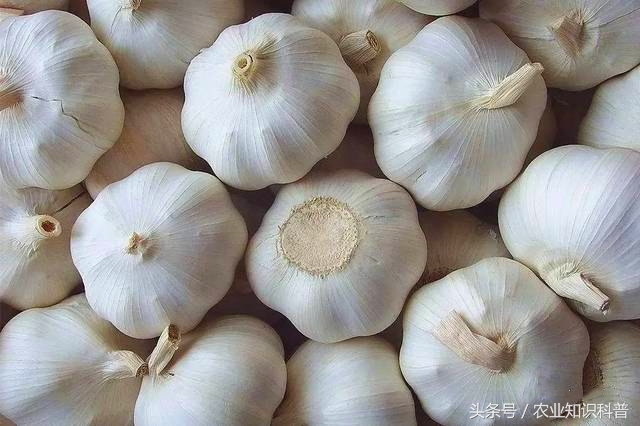 “蒜你狠”真的够狠，不是北方人独有的，其种植范围堪称第一