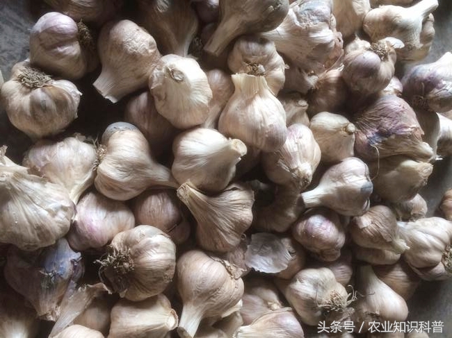 “蒜你狠”真的够狠，不是北方人独有的，其种植范围堪称第一
