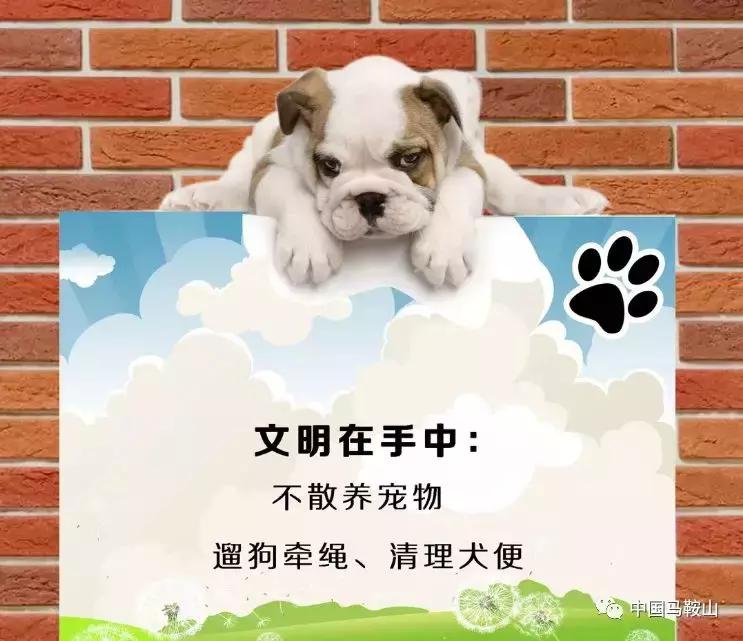 马鞍山城市禁止养这30类犬,马鞍山文明养犬规定