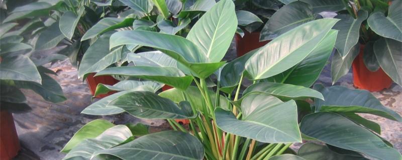 如何让金钻叶子直立,金钻怎么养叶片不耷拉