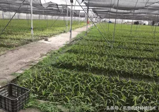 种植白芨能发家致富,野生白芨怎样种植成活率高