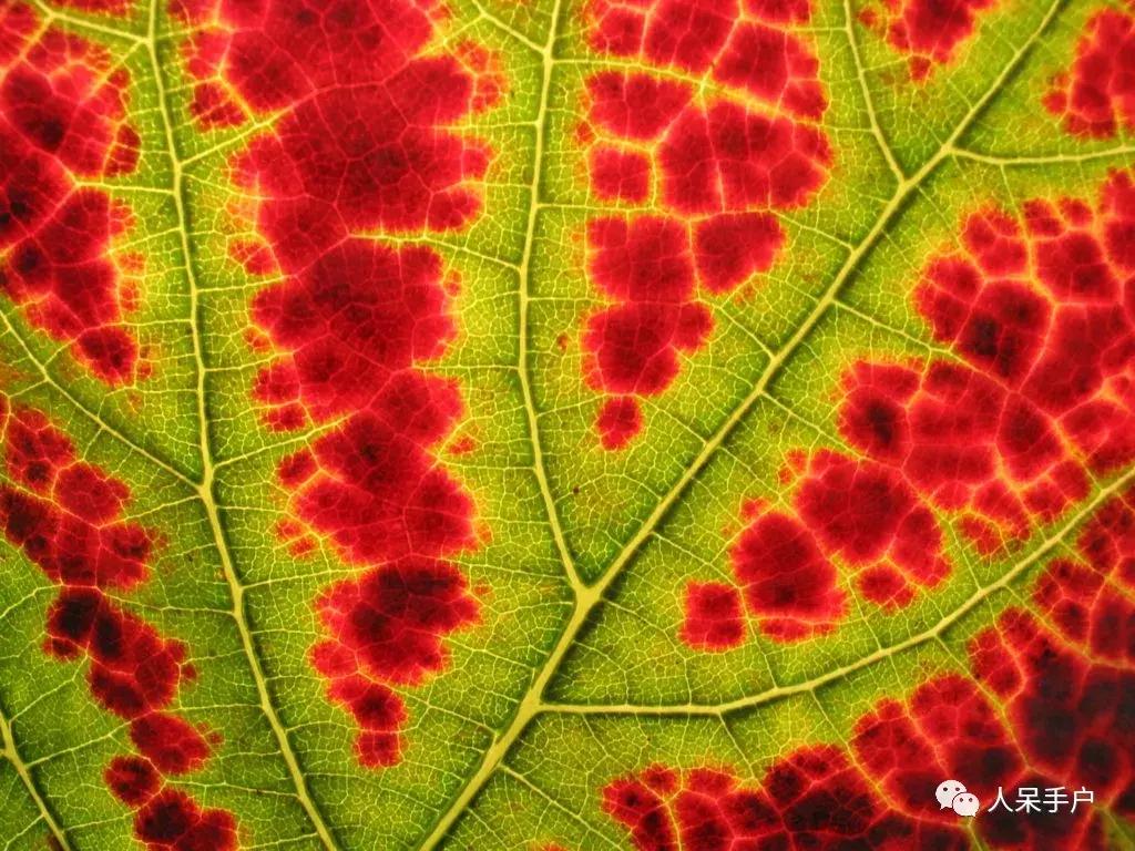 秋天到底是什么颜色的呢,秋天和秋雨是一种什么样的颜色