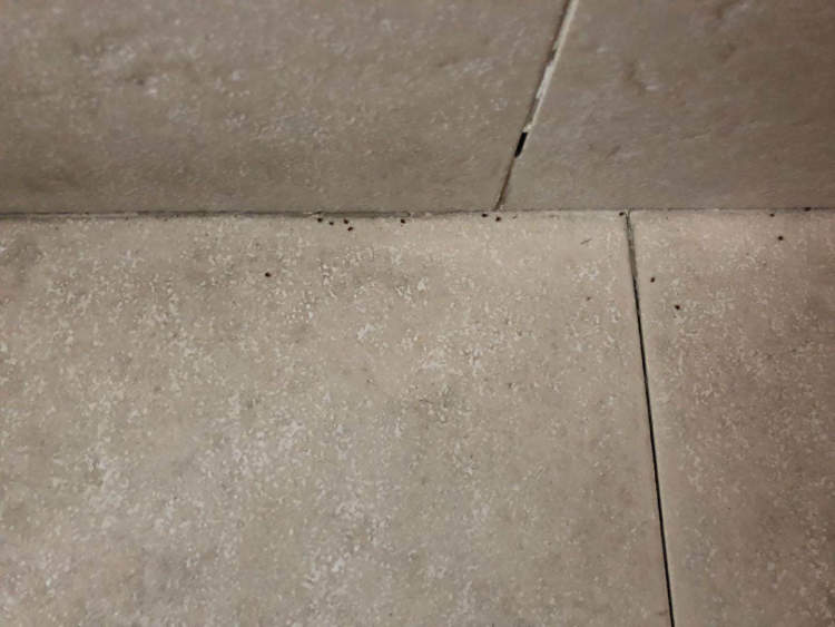 一居民家中自来水现大量虫子,一居民家中飞来怪鸟