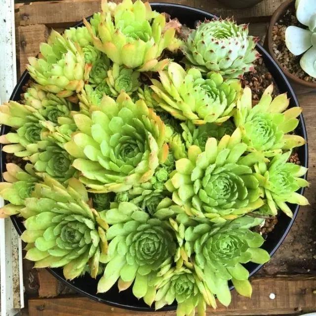 极强的适应能力,超强的适应力