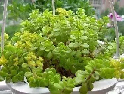 有极强的适应能力,超强适应能力