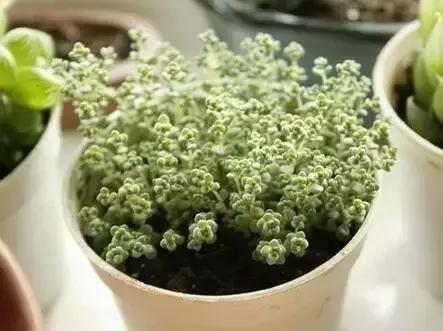 极强的适应能力,超强的适应力