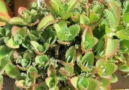 有极强的适应能力,超强适应能力