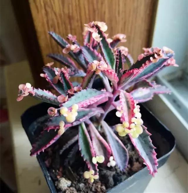 极强的适应能力,超强的适应力