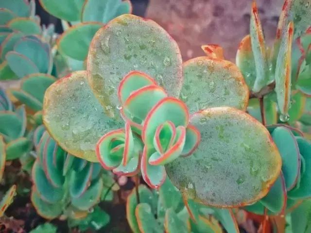 极强的适应能力,超强的适应力